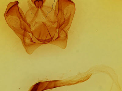 genitalia view of adult Notodonta dembowskii