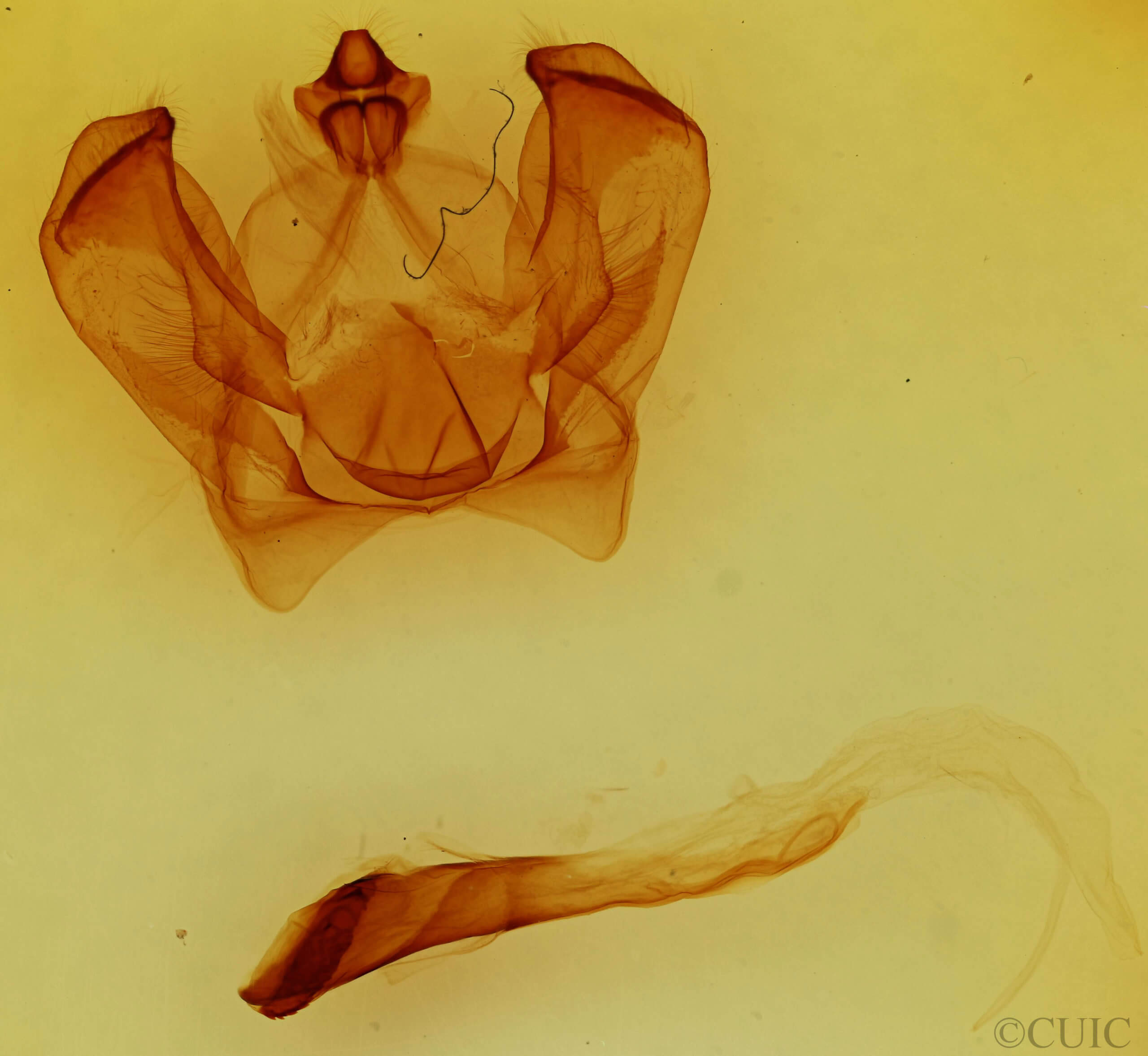 genitalia view of adult Notodonta dembowskii