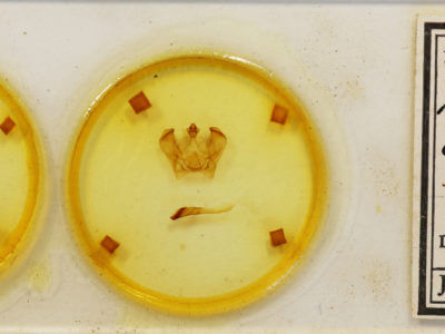 slide view of adult Notodonta dembowskii