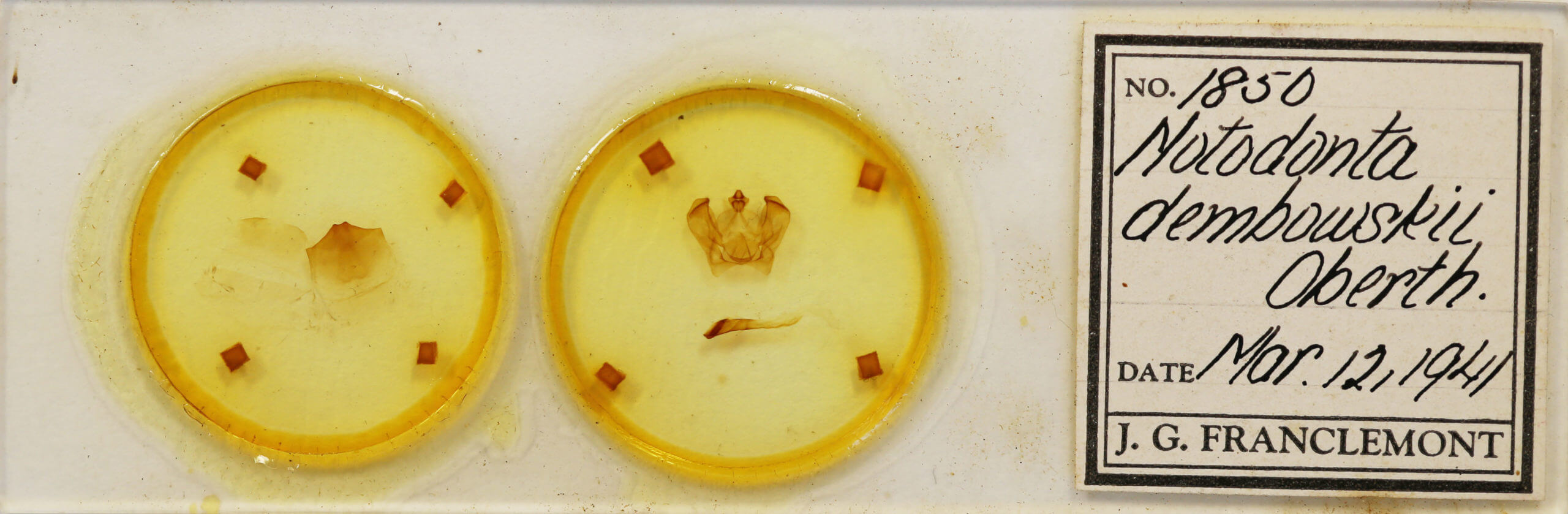 slide view of adult Notodonta dembowskii