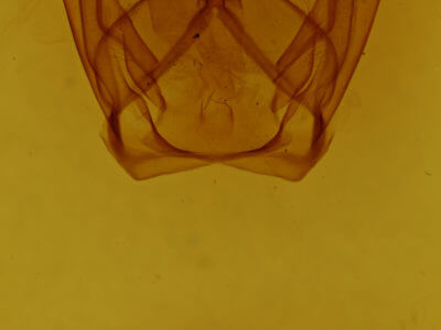 genitalia view of adult Notodonta dromedarius