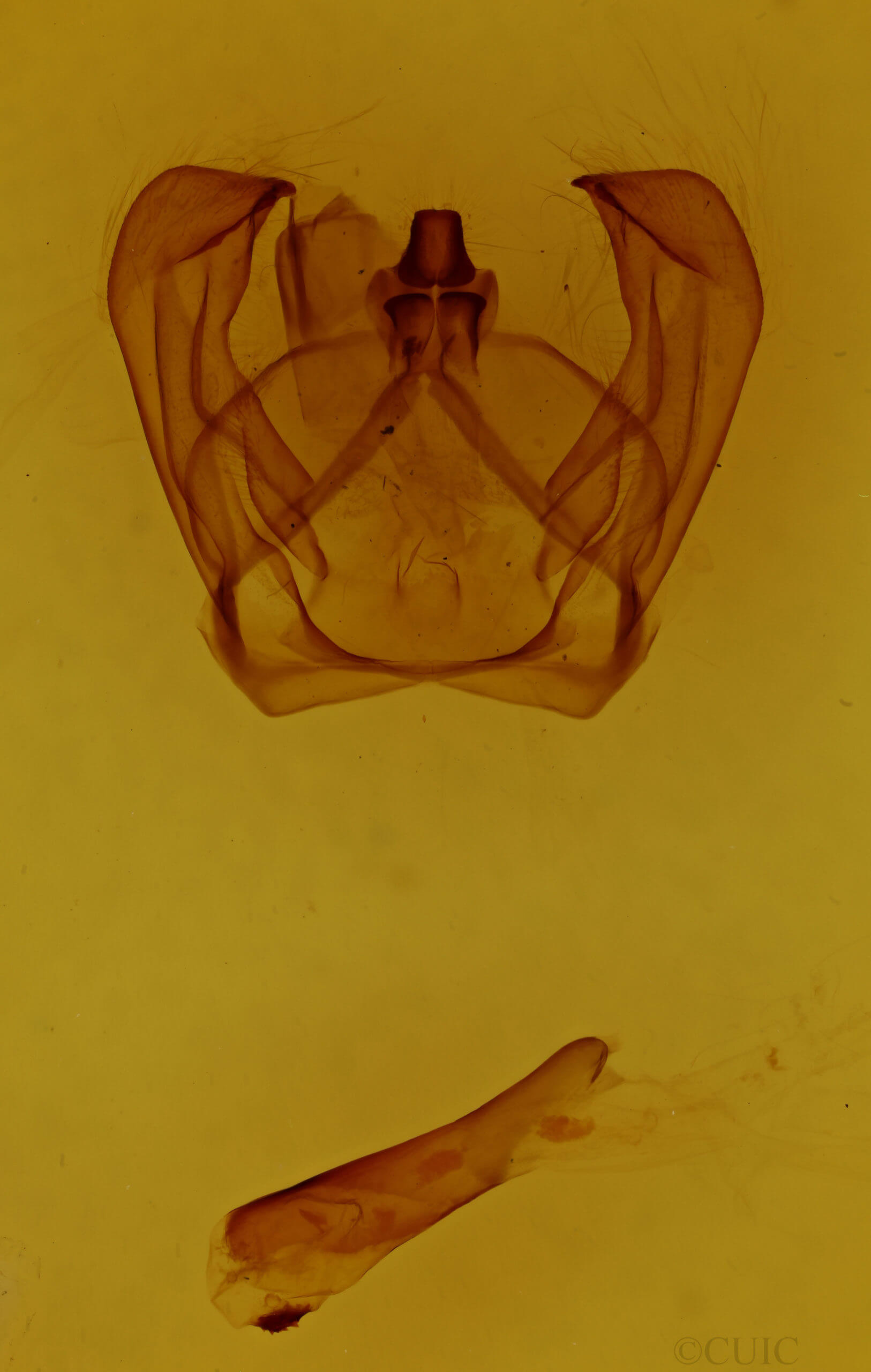 genitalia view of adult Notodonta dromedarius