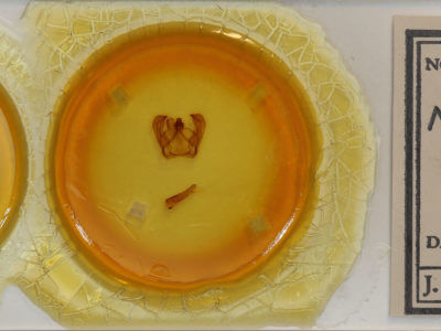 slide view of adult Notodonta dromedarius