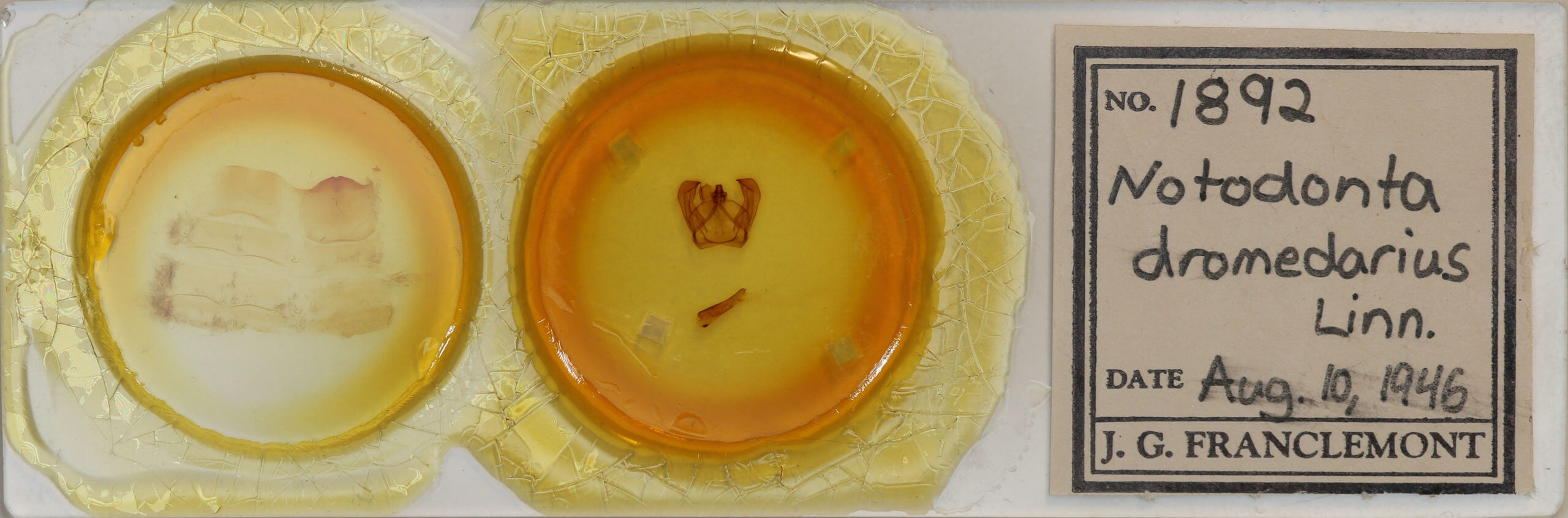 slide view of adult Notodonta dromedarius