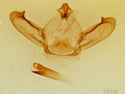 genitalia view of adult Notodonta torva