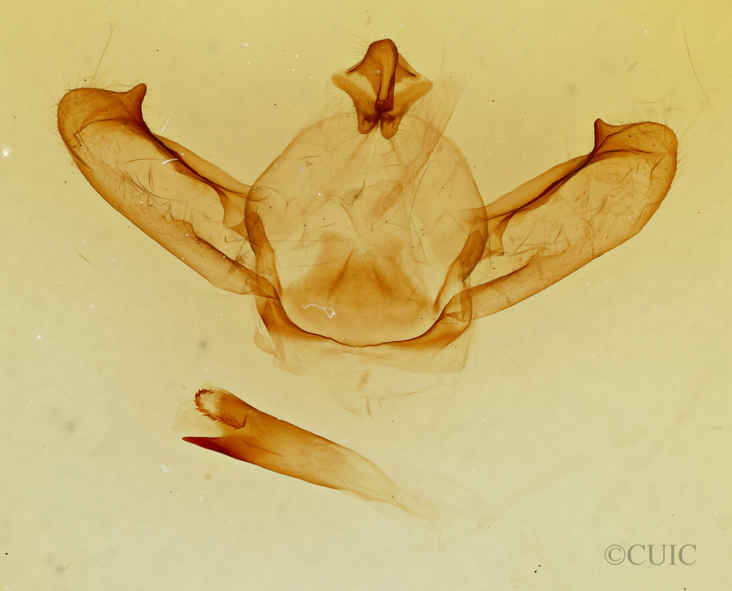 genitalia view of adult Notodonta torva