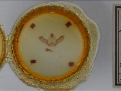 slide view of adult Notodonta torva