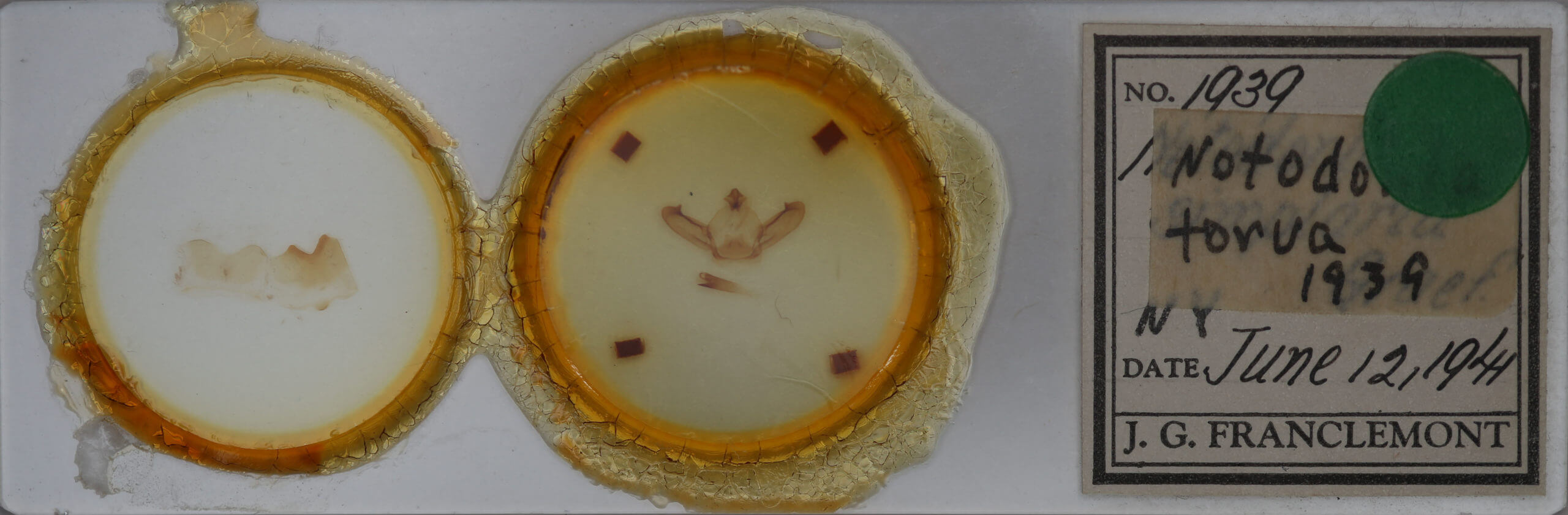 slide view of adult Notodonta torva