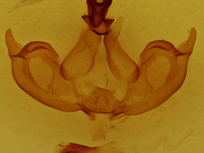 genitalia view of adult Notodonta ziczac
