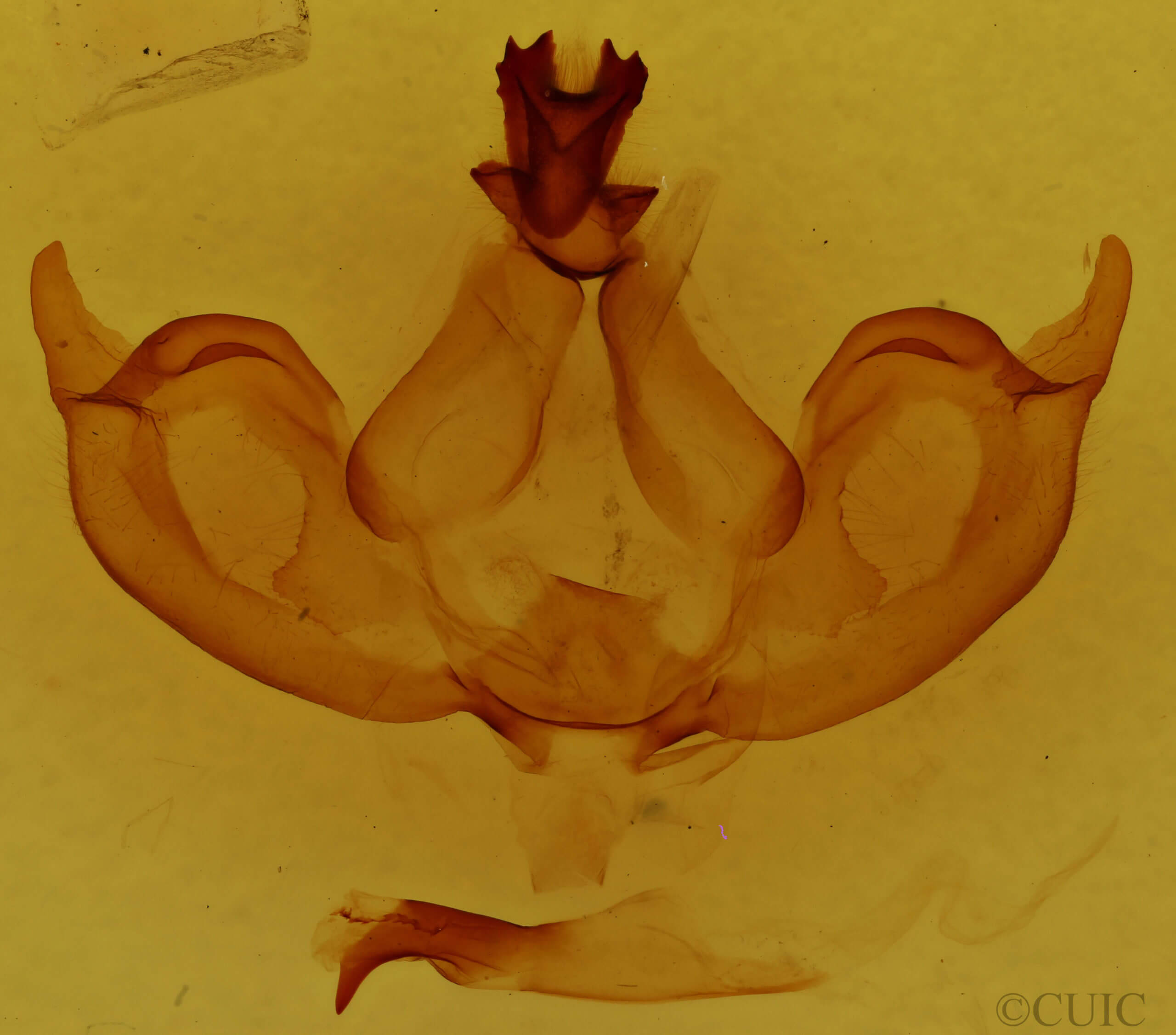 genitalia view of adult Notodonta ziczac