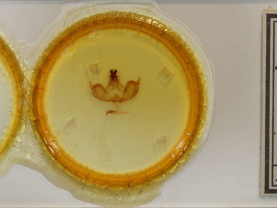 slide view of adult Notodonta ziczac