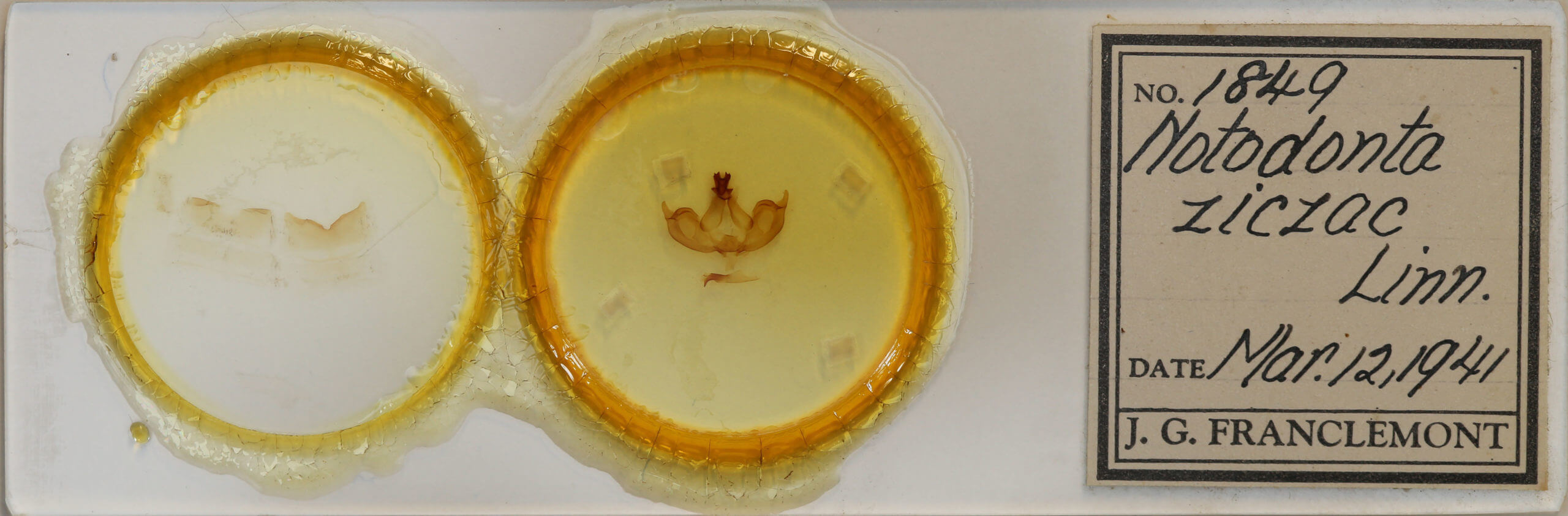 slide view of adult Notodonta ziczac