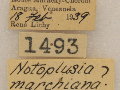 label view of adult Notoplusia marchiana
