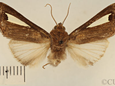 dorsal view of adult Notoplusia marchiana