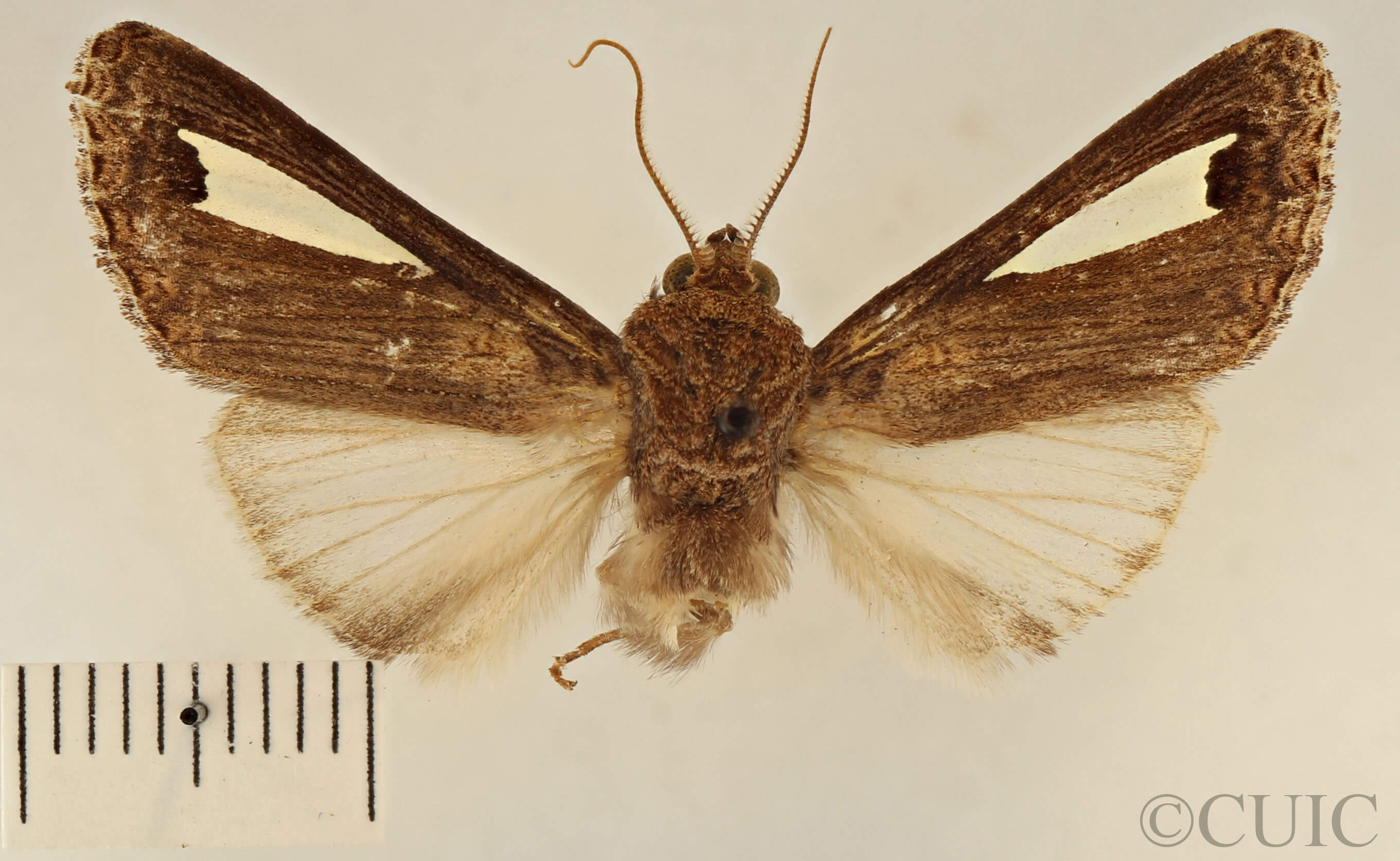 dorsal view of adult Notoplusia marchiana