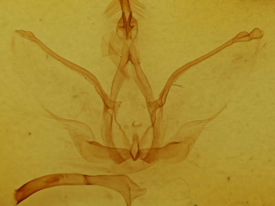 genitalia view of adult Notoplusia marchiana