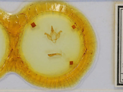 slide view of adult Drymonia velitaris