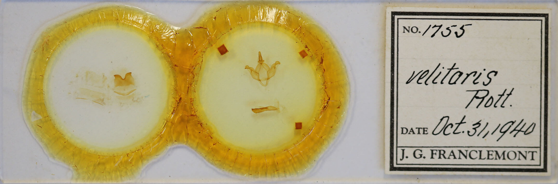 slide view of adult Drymonia velitaris