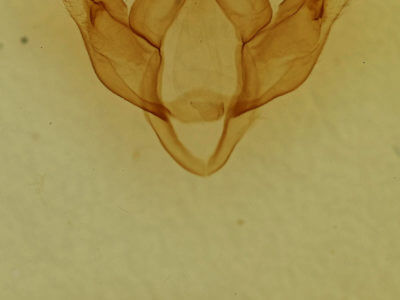genitalia view of adult Drymonia velitaris