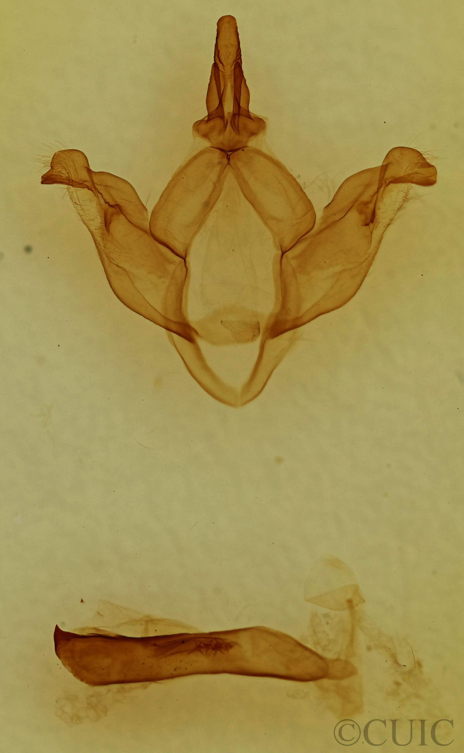genitalia view of adult Drymonia velitaris