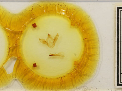 slide view of adult Odontosia carmelita