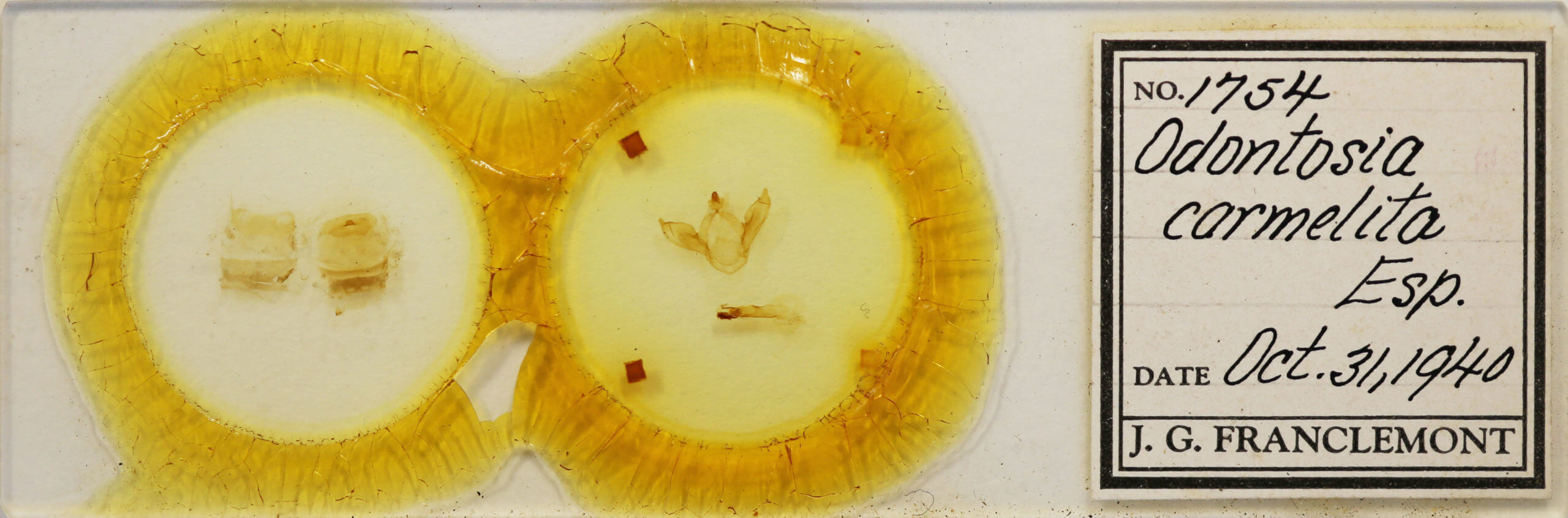 slide view of adult Odontosia carmelita