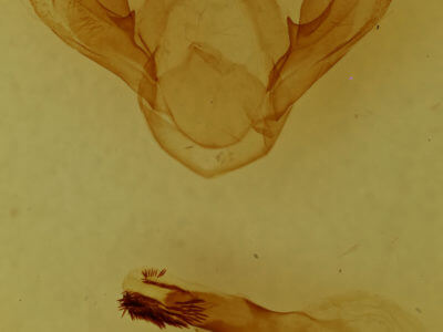 genitalia view of adult Odontosia carmelita
