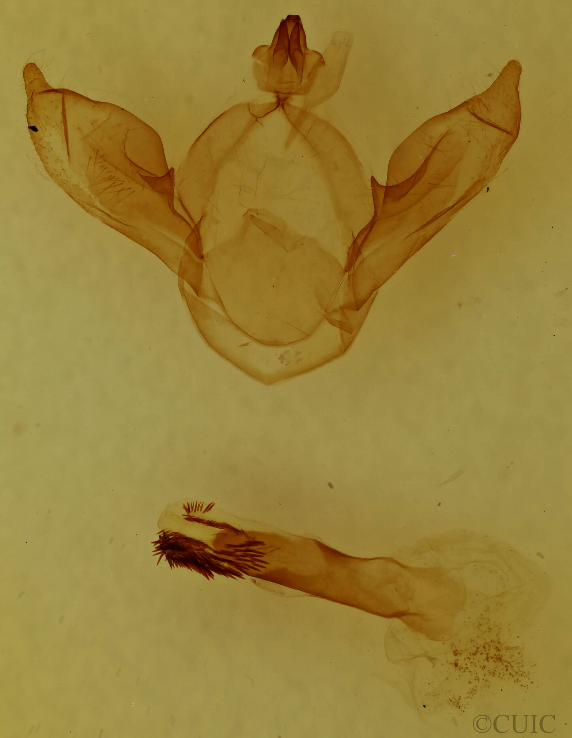 genitalia view of adult Odontosia carmelita