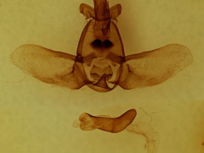 genitalia view of adult Olceclostera angelica