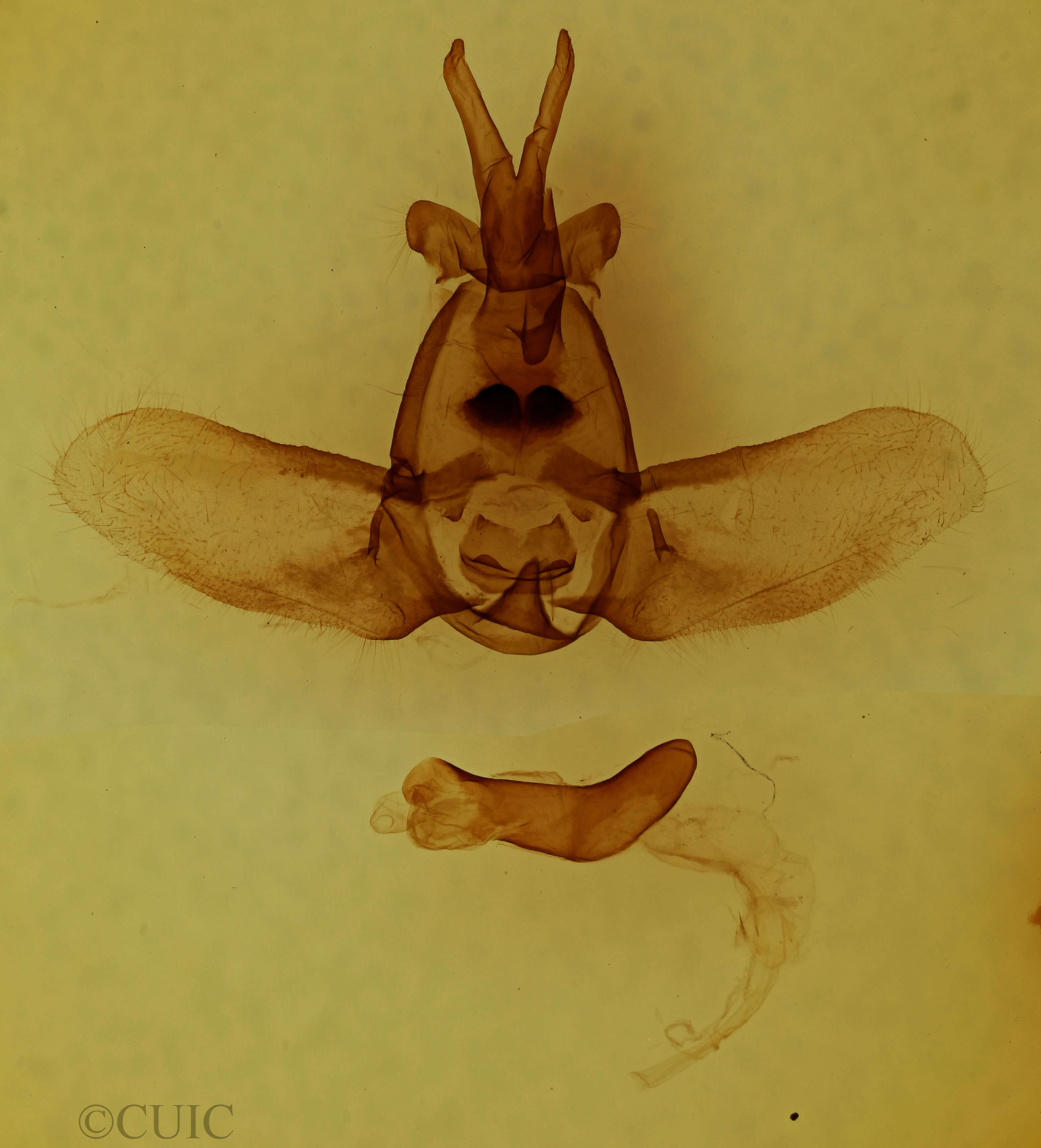 genitalia view of adult Olceclostera angelica