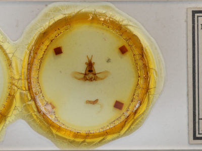 slide view of adult Olceclostera angelica