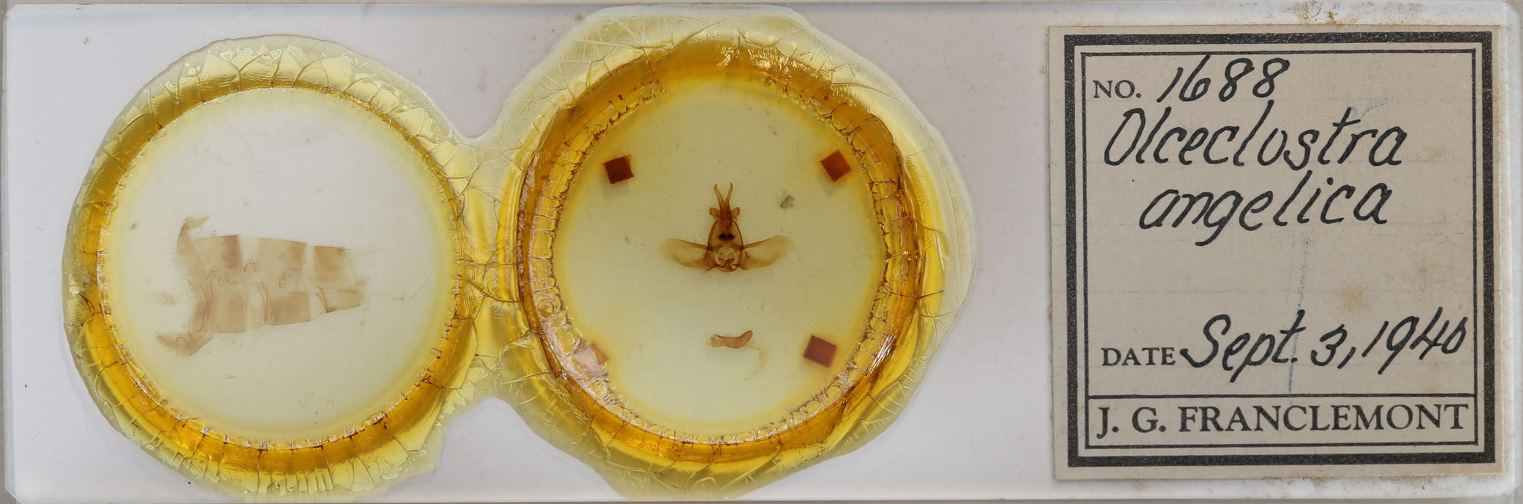 slide view of adult Olceclostera angelica