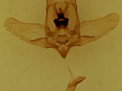 genitalia view of adult Olceclostera irrorata