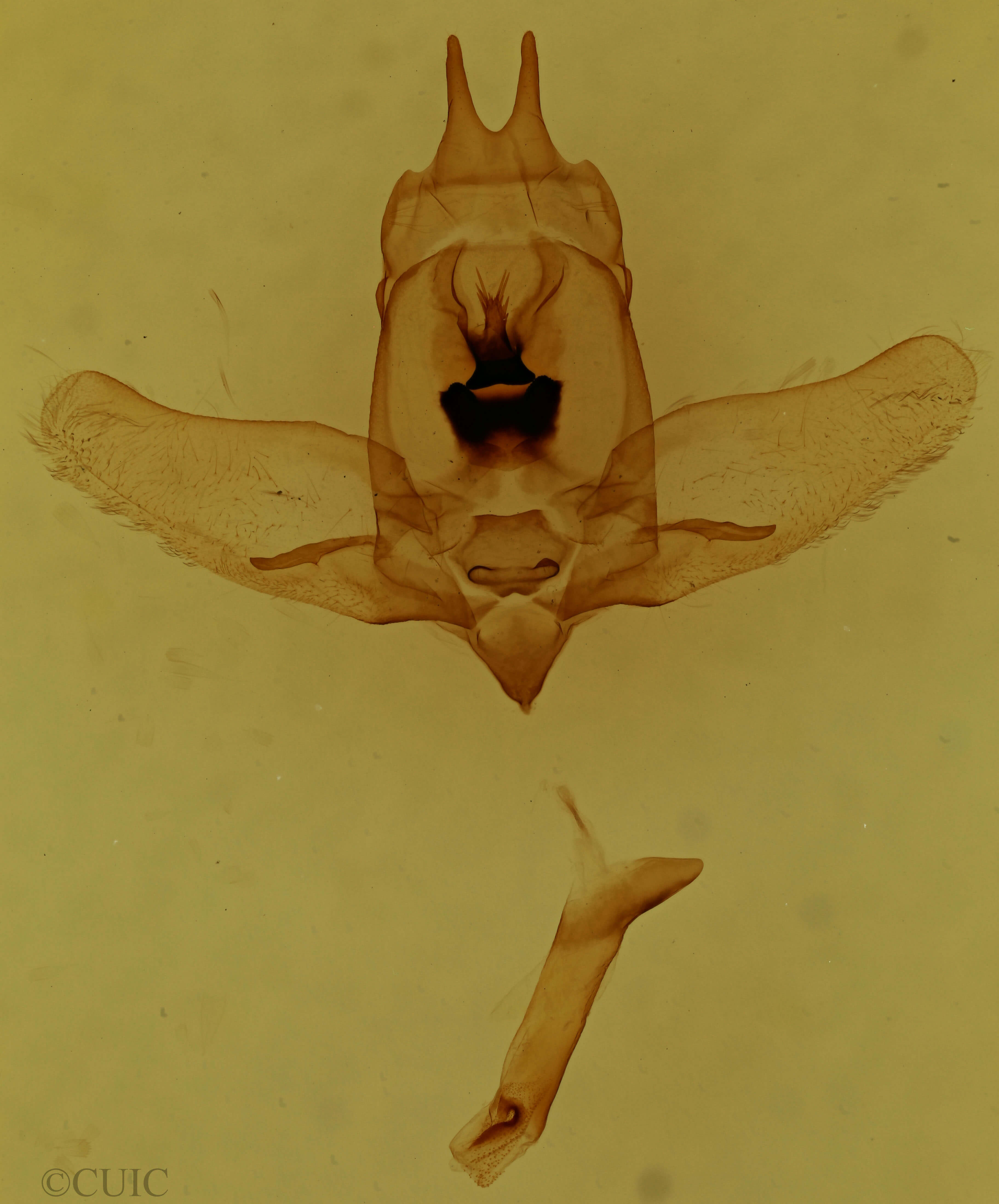 genitalia view of adult Olceclostera irrorata