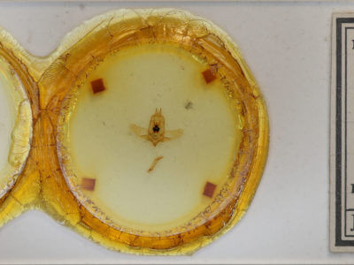 slide view of adult Olceclostera irrorata