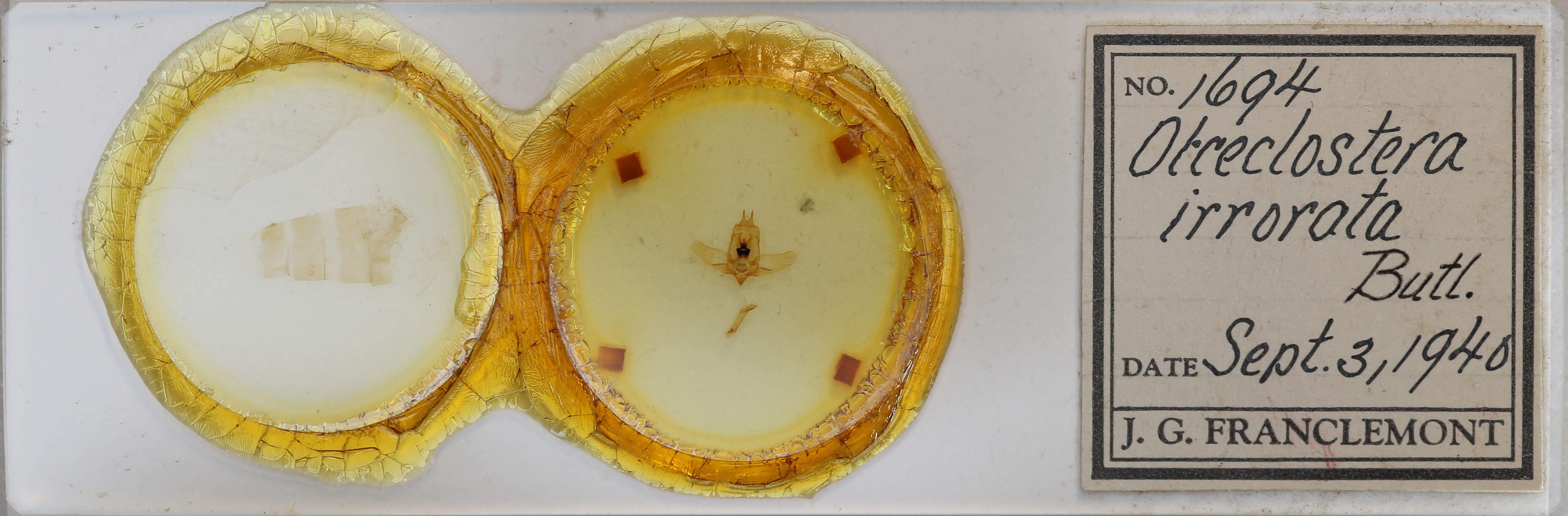 slide view of adult Olceclostera irrorata