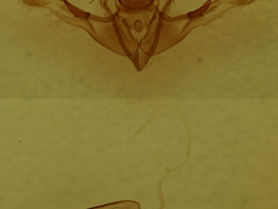 genitalia view of adult Oligia divesta