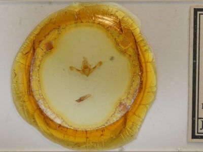 slide view of adult Oligia divesta