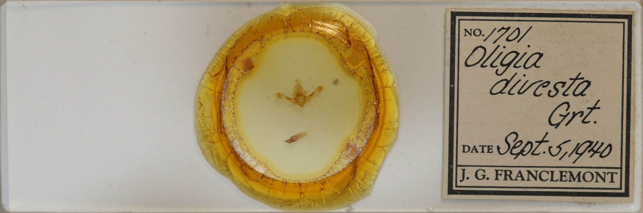 slide view of adult Oligia divesta