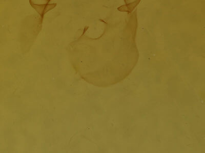 genitalia view of adult Oreta rosea