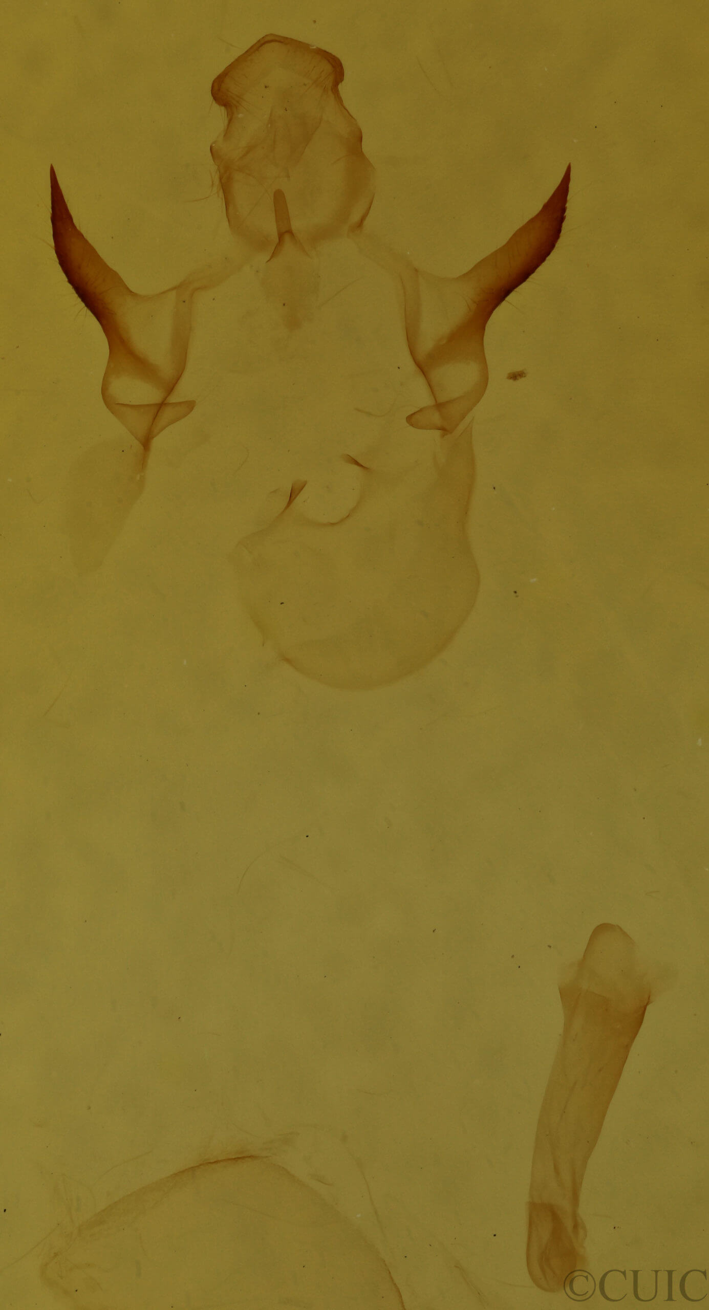 genitalia view of adult Oreta rosea