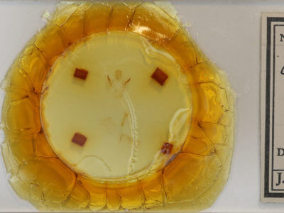 slide view of adult Oreta rosea