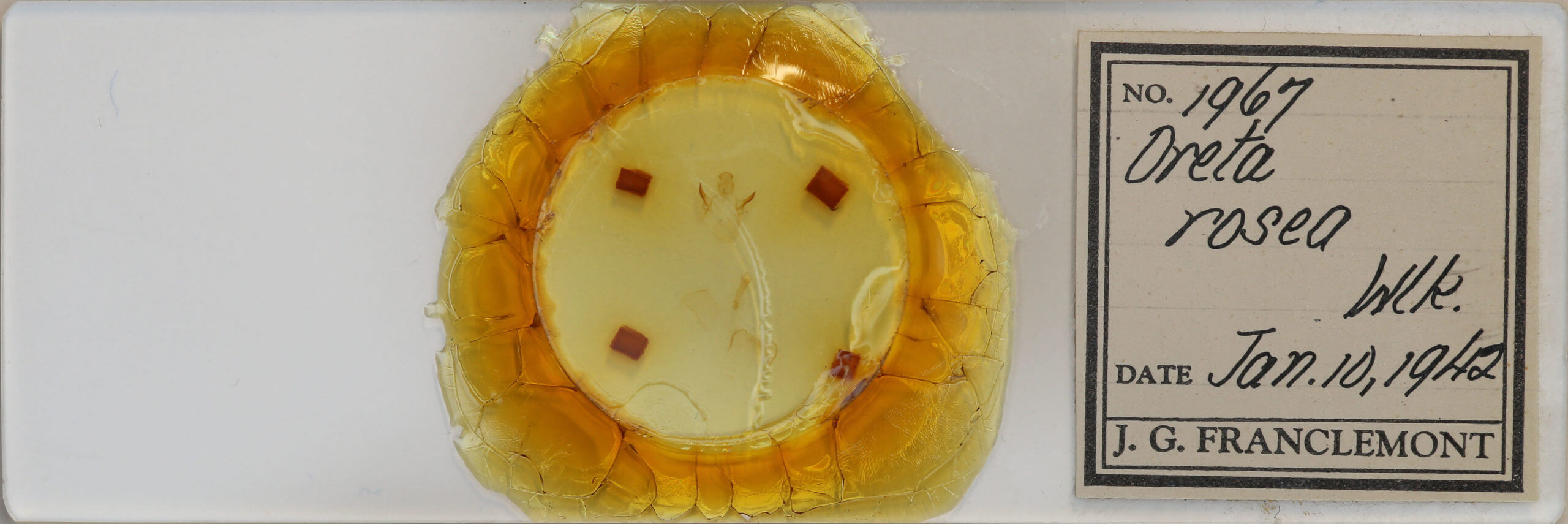 slide view of adult Oreta rosea