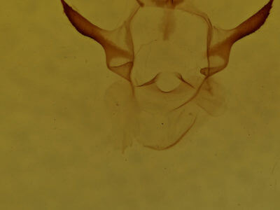 genitalia view of adult Oreta rosea
