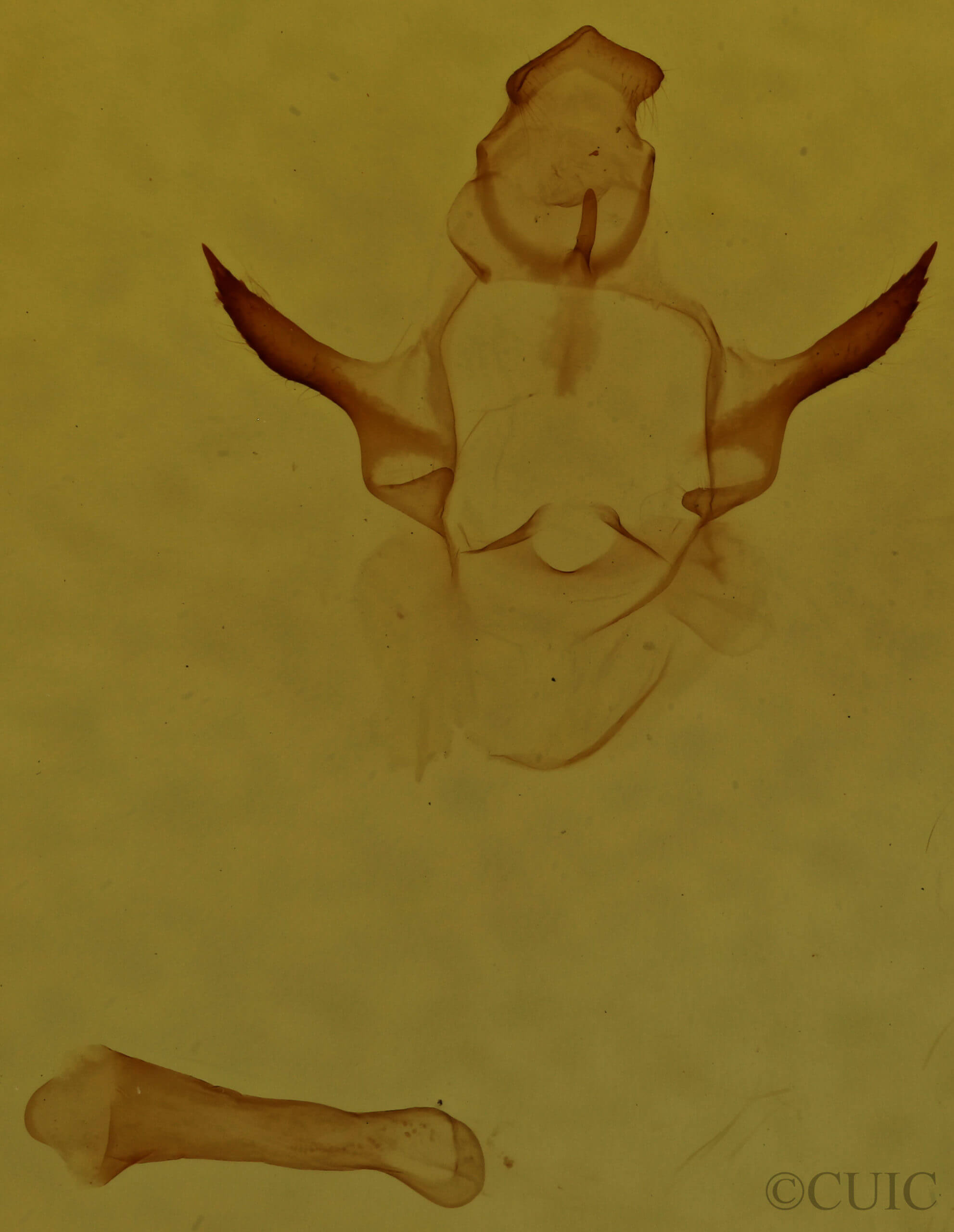 genitalia view of adult Oreta rosea