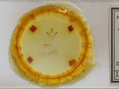 slide view of adult Oreta rosea