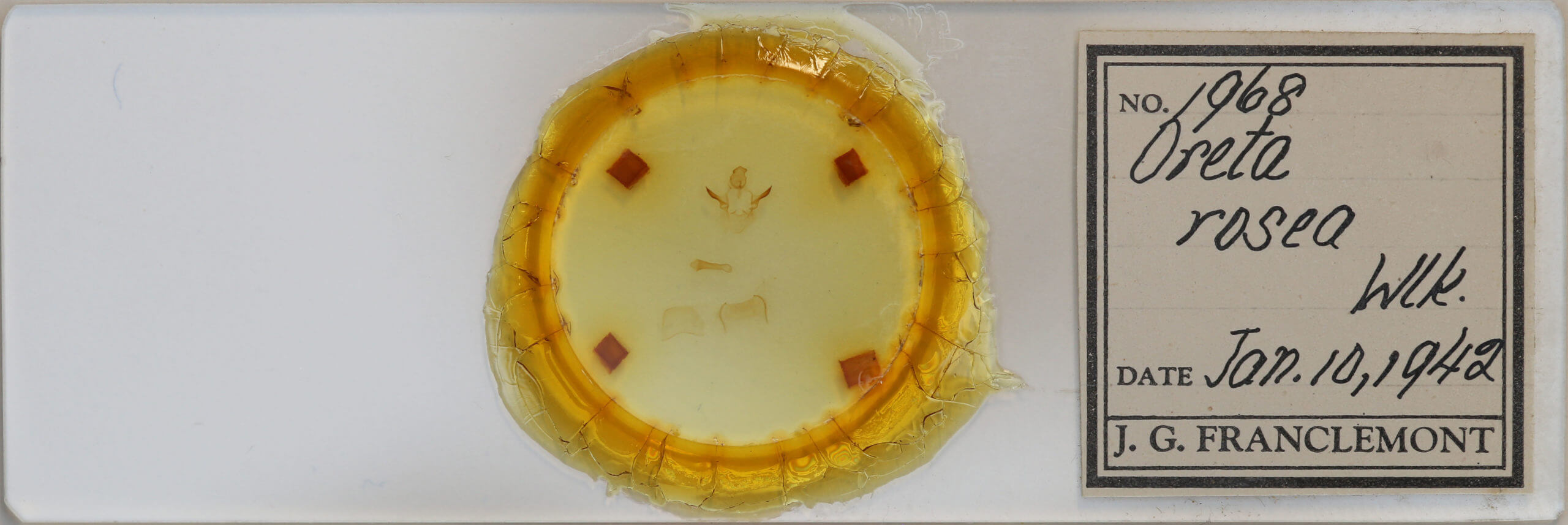 slide view of adult Oreta rosea