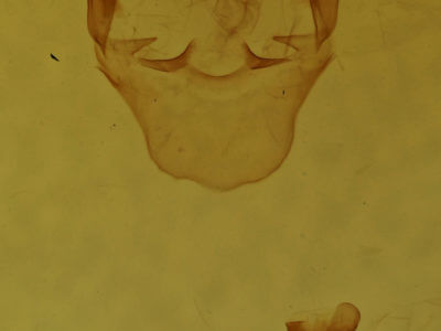 genitalia view of adult Oreta  rosea