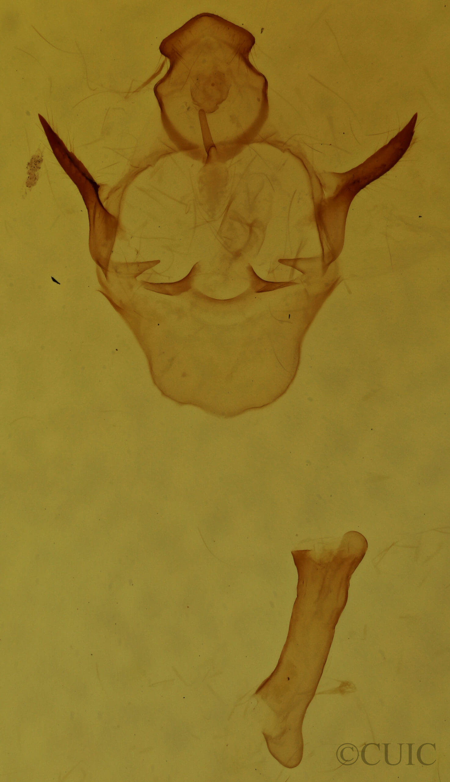 genitalia view of adult Oreta  rosea