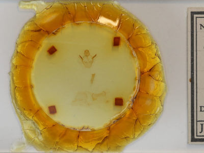 slide view of adult Oreta  rosea